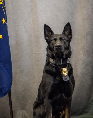 K-9 Deno