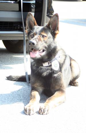 K-9 Gino