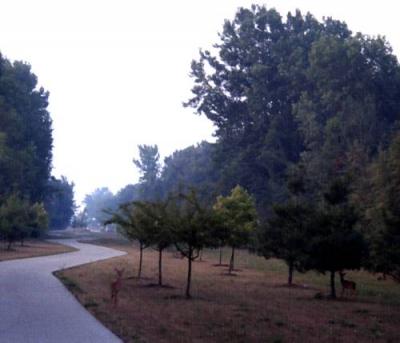 Morning view of the bike trail.  A deer is on the side of the trail.